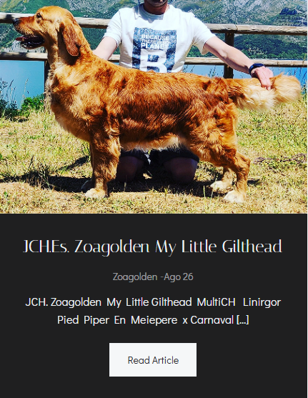 JCH.Es. Zoagolden My Little Gilthead - Foto Principal